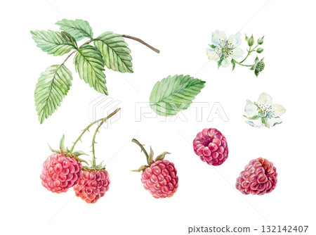 Raspberry set. Ripe berries, green leaves and white flowers. Hand drawn watercolor illustration. Vector clip art for juice, jam and tea labels. Suitable for designing cards and cosmetic packaging. 132142407