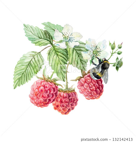 Raspberry branch, berries, green leaves, white flowers and bumblebee. Hand drawn watercolor illustration. Vector clip art for juice, jam and marmalade labels. Suitable for postcard, cosmetic packaging 132142413