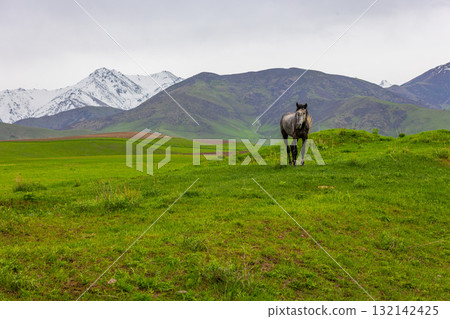 Serene horse standing in green field with Kyrgyzstan mountains in background Serene horse standing in green field with Kyrgyzstan mountains in background 132142425
