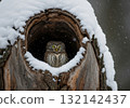 Cute pygmy owl peeking out of a snow-covered tree hollow during a winter snowfall 132142437