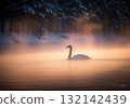 Whooper swan swimming on a misty lake with a beautiful golden sunrise in a winter forest 132142439
