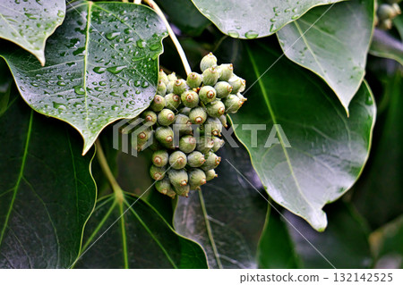 下雨天的角野水果(秋季,十月) 下雨天的角野水果(秋季,十月) 132142525