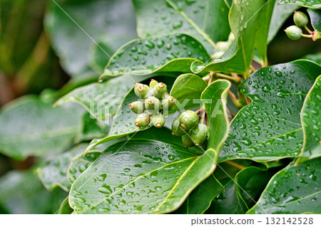 Kakuremino fruit on a rainy day (autumn, October) 132142528
