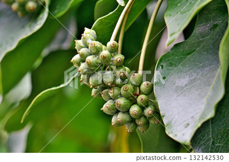 Kakuremino fruit on a rainy day (autumn, October) 132142530