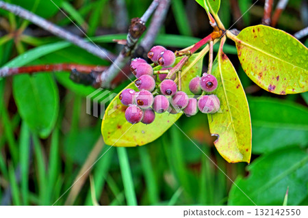 Rhaphiolepis umbellata fruit on a rainy day (autumn, October) 132142550