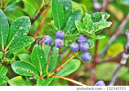 Rhaphiolepis umbellata fruit on a rainy day (autumn, October) 132142555