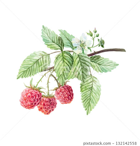 Raspberry branch, ripe berries, leaves and a white flower. Hand drawn watercolor illustration. Vector clip art for juice, jam, and marmalade labels. Suitable for postcard, cosmetic packaging, posters. Raspberry branch, ripe berries, leaves and a white flower. Hand drawn watercolor illustration. Vector clip art for juice, jam, and marmalade labels. Suitable for postcard, cosmetic packaging, posters. 132142558