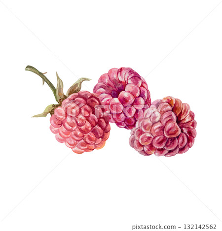 Ripe, juicy raspberries. Hand drawn watercolor illustration. Vector clip art for juice, jam and marmalade labels. Suitable for postcard, cosmetic packaging and poster designs. Ripe, juicy raspberries. Hand drawn watercolor illustration. Vector clip art for juice, jam and marmalade labels. Suitable for postcard, cosmetic packaging and poster designs. 132142562