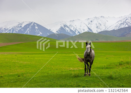 Horse standing in serene grassy field in mountainous region 132142564