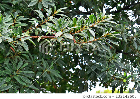 Holly fruit on a rainy day (autumn, October) 132142603