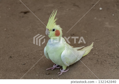 A cute cockatiel with orange cheek patches 132142840