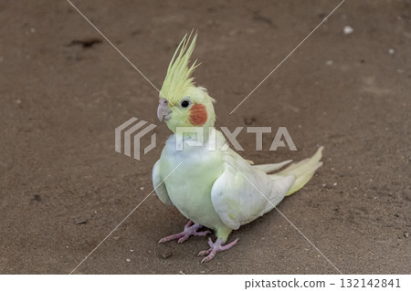 臉頰上有橘色斑點的可愛玄鳳鸚鵡 臉頰上有橘色斑點的可愛玄鳳鸚鵡 132142841