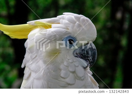Kibatan [Parrot] featuring yellow crests 132142843