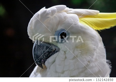 Kibatan [Parrot] featuring yellow crests 132142850