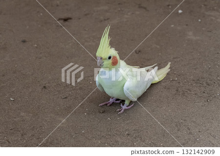 A cute cockatiel with orange cheek patches A cute cockatiel with orange cheek patches 132142909