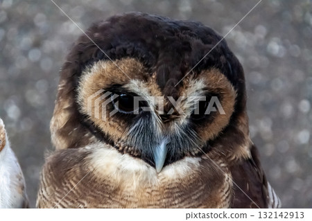 Spectacled owl that looks like it's wearing glasses [Owl family] 132142913