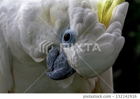 Kibatan [Parrot] featuring yellow crests 132142916