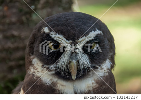 看起來戴眼鏡的眼鏡貓頭鷹 [Owlidae] 132143217
