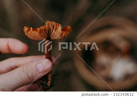 Close-up of a hand holding a small orange mushroom against a blurred background. A person holds a small mushroom, showcasing its intricate details 132143612