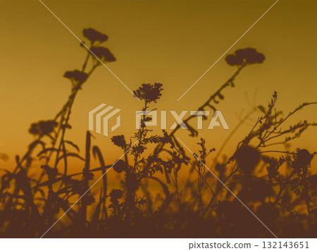 Silhouette of wildflowers against a golden sunset sky. The silhouettes of wildflowers and grasses against a warm, golden-hued sunset sky. 132143651
