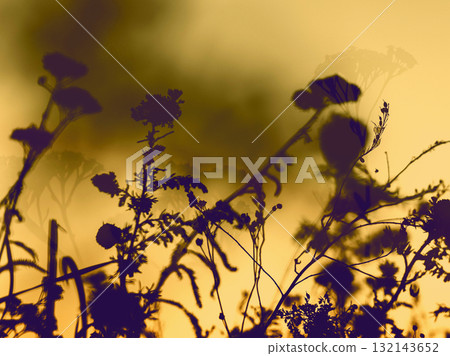 Silhouette of wildflowers against a golden sunset sky. The silhouettes of wildflowers and grasses against a warm, golden-hued sunset sky. Silhouette of wildflowers against a golden sunset sky. The silhouettes of wildflowers and grasses against a warm, golden-hued sunset sky. 132143652