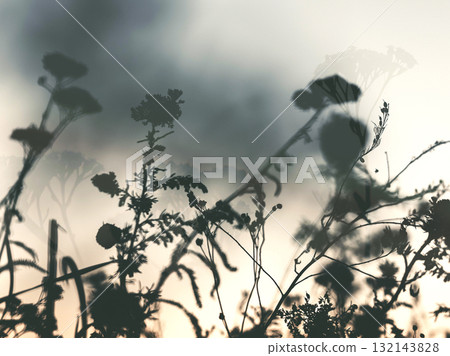 Silhouette of wildflowers against a soft, dreamy sky. Delicate flowers are silhouetted against a blurred background, dreamy atmosphere. Silhouette of wildflowers against a soft, dreamy sky. Delicate flowers are silhouetted against a blurred background, dreamy atmosphere. 132143828