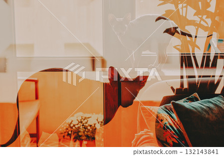 Sphynx cat in a cozy home. Two Sphinx cats are seen in a warm, sunlit room, with a focus on the cats and the soft, inviting interior. Double exposure effect. Hairless cats, felines indoor Domestic pet 132143841