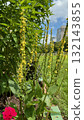 Verbascum nigrum blooming in a flowerbed on a refreshing summer day Verbascum nigrum blooming in a flowerbed on a refreshing summer day 132143855