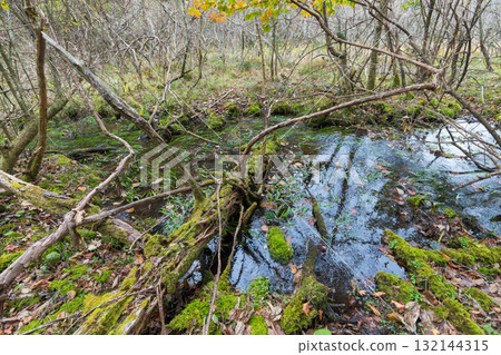 長者原森林的紅葉(大分縣九重町長者原) 長者原森林的紅葉(大分縣九重町長者原) 132144315