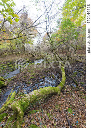 Autumn foliage in the Chojabaru forest (Chojabaru, Kokonoe Town, Oita Prefecture) Autumn foliage in the Chojabaru forest (Chojabaru, Kokonoe Town, Oita Prefecture) 132144318