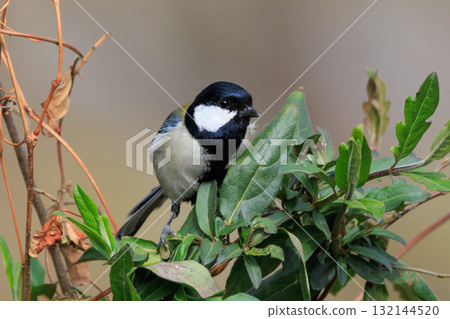 熟悉的野鳥大山雀與可愛的胸口 熟悉的野鳥大山雀與可愛的胸口 132144520