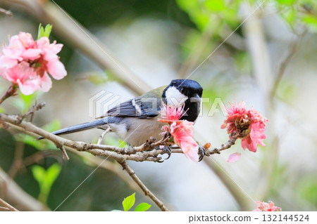 Familiar wild bird great tit with a cute chest tie Familiar wild bird great tit with a cute chest tie 132144524