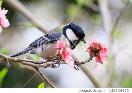 Familiar wild bird great tit with a cute chest tie Familiar wild bird great tit with a cute chest tie 132144525