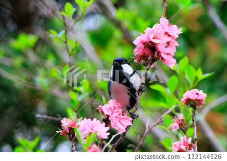 熟悉的野鳥大山雀與可愛的胸口 熟悉的野鳥大山雀與可愛的胸口 132144526