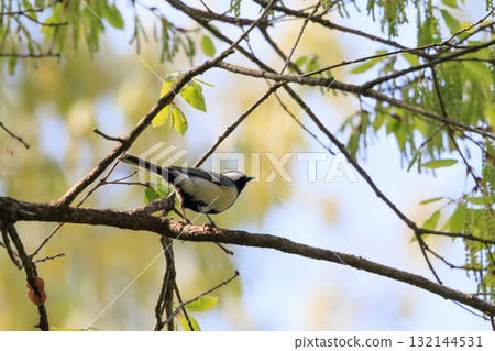 熟悉的野鳥大山雀與可愛的胸口 熟悉的野鳥大山雀與可愛的胸口 132144531