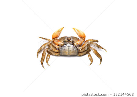 Crab, ventral surface of female red-clawed crab, white background 132144568