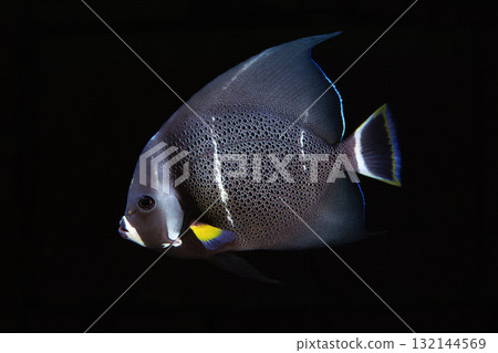Gray angelfish black background Gray angelfish black background 132144569