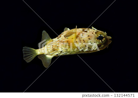 Porcupinefish, a type of pufferfish, black background 132144571