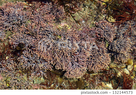 Usukawa Kaninote Seaweed Corallinoideae 132144573