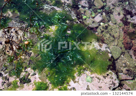 Ulva perforatum, seaweed 132144574