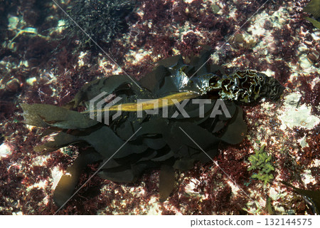 裙帶菜成分 裙帶菜成分 132144575