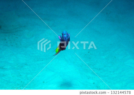 Underwater photo of a fish aiming for the surface: Maiden wrasse Underwater photo of a fish aiming for the surface: Maiden wrasse 132144578
