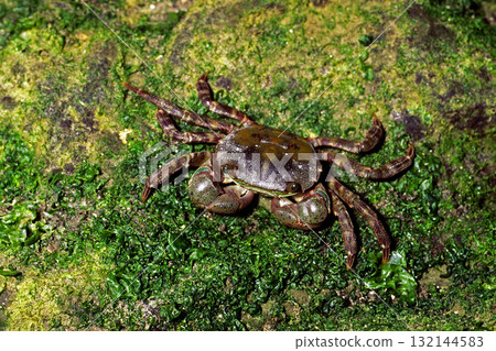 Sea crab, a sea creature 132144583