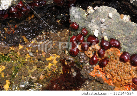 群居海葵、梅斑海葵、小海葵、潮間帶群落 132144584