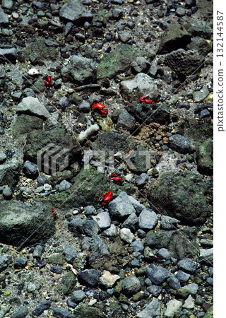 紅色招潮蟹，海灣裡的群居螃蟹，鳥瞰圖 132144587