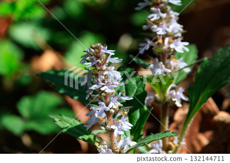 Bugleweed that blooms white and light purple florets in the inland hills and dry bright forests in spring Bugleweed that blooms white and light purple florets in the inland hills and dry bright forests in spring 132144711