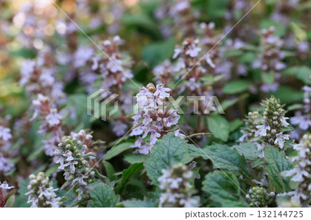 Bugleweed that blooms white and light purple florets in the inland hills and dry bright forests in spring Bugleweed that blooms white and light purple florets in the inland hills and dry bright forests in spring 132144725