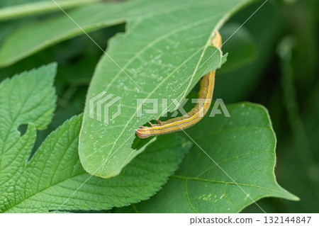 Giant monk moth larvae eating grass blades 132144847