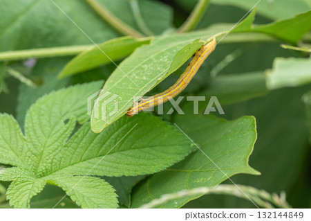 Giant monk moth larvae eating grass blades Giant monk moth larvae eating grass blades 132144849