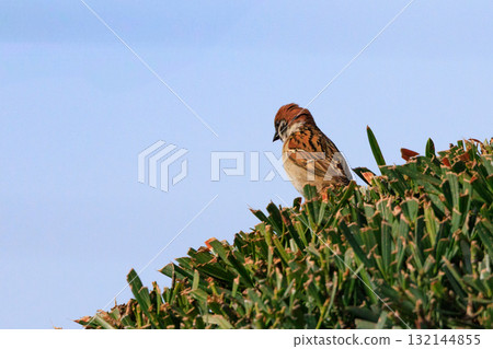 Wild bird sparrows living near humans to protect themselves from natural enemies 132144855